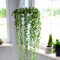 String of Pearls Live Plant, Rare Succulent Houseplant Indoor Home Decoration