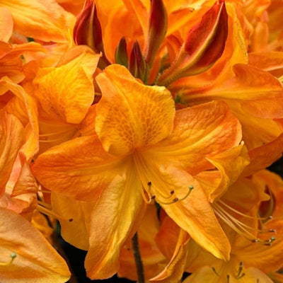 1-2 Ft Rhododendron Plants Live, Azalea Rhododendron Bush Shrubs in 1 Gallon Pot for Planting, Azalea Bush Ready Plant, Live Rhododendron Plant Azalea