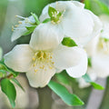 Fragrant Mock Orange Plants Tree Live Shrub House Plant Mock Orange Bush, Philadelphus Plant in Pot, 5-10 Inc Tall