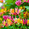 Pink Yellow Honeysuckle Vine Live Plant 2.5 Inc Pot Fragrant Red-Pink and Yellow Flowers, Cold Hardy