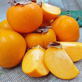 American Persimmon Tree Live Plant in Quart Pot, 6 to 12 Inc Tall, Persimmons Fruit Trees Live Plants Well Rooted, Large and Sweet Fruits