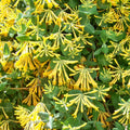 Yellow Climbing Honeysuckle Plant Live, Fragrant Honeysuckle Plants Vine Bushes in 2.5 Inch Pot
