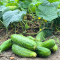 2 Green Cucumber Plants Live for Planting, Live Cucumber Plants for Planting, 4 to 7 Inches Tall Vegetable Plant