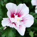 Pink Rose of Sharon Plant Live 4 Inch Container, Hardy Hibiscus Plant Live, Althea Hibiscus Syriacus Flowers