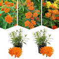 2 Orange Milkweed Plants Live Butterfly Asclepias Tuberosa, Wildflowers Perennial Bush, Swamp Common Plant, 5-9" in Tall, No Pot