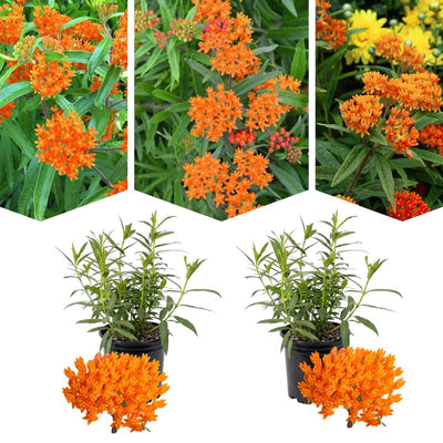 2 Orange Milkweed Plants Live Butterfly Asclepias Tuberosa, Wildflowers Perennial Bush, Swamp Common Plant, 5-9" in Tall, No Pot