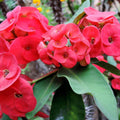 Assorted Euphorbia Crown of Thorns Live Plant, Hardy Perennial Succulent Indoor Outdoor Planting in 4 Inch Pot (Red Blooms)