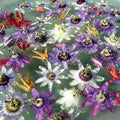 2 Abundant Bloom Mix Random Single Color Passion Flower Plants Live, Passiflora Live Plant for Trailing, Climbing Trellis Outdoor, 5-9" in Tall, Perennial, Fragrant