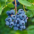 Blueberry Bushes Plant Live, Northern Highbush Blueberry Plants Live for Planting, Edible Blueberries Seelings from 4 to 7 Inches Tall, 4 Inches Pot