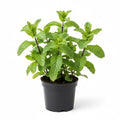 Peppermint Plant in 4 Inch Pot, Peppermint Herbs Plants for Garden, Indoors, Fragrant Herb Live Plant Potted