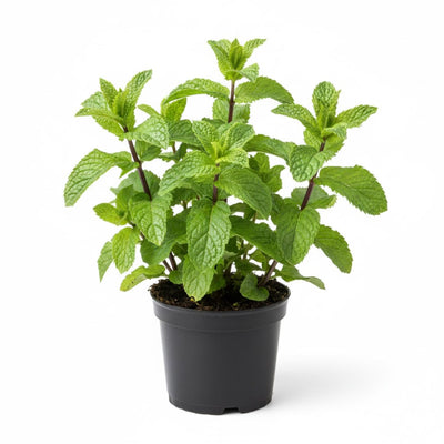Peppermint Plant in 4 Inch Pot, Peppermint Herbs Plants for Garden, Indoors, Fragrant Herb Live Plant Potted