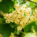 Live Currant Bush Plant Fast Growing, Ready Bear Fruit Within 1 Year - No NC, WV, NH, 6-14" Tall, Great for Backyard or Orchard Growing, Currant Plant (Yellow)