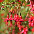 Pack 2 Fuchsia Plants Live, Vibrant Fuchsias Hanging Flowering Plant 3-5 Inches, Gardens, Patios, and Indoor Growing (Red Flowers)