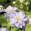 White Blue Clematis Vine Plant Live for Planting, Clematis Plant Live in 2.5 Inches Pot, Clematis Flowers Perennial