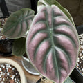 Rare Alocasia Plant, Red Alocasia Live Plant in 4 Inches Pot for Houseplant