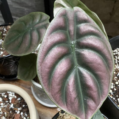 Rare Alocasia Plant, Red Alocasia Live Plant in 4 Inches Pot for Houseplant