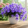 04 Concord Blue Streptocarpella Plants Live, 4-6" Streptocarpus False African Violet Ladyslipper Primose Plant Like for Spring Planting, Fast-Growing