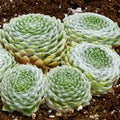 Hens and Chicks Succulent Plants Live Outdoor Indoor 2.5 Inch Pot, Ornamental Hens & Chicks Plant Live Houseplant