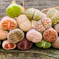 30 Rare Lithops Succulents Plants Live, Multicolor Lithops Live Plants Living Stone for Indoor Gardens