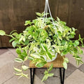 2 Variegated Wandering Jew Plants Live Houseplants, Rooted Cuttings Tradescantia Live Plant for Décor, Fast-Growing and Easy to Grow, Starter Size