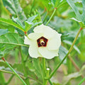 Set 2 of Okra Plants Live, Green Okra Live Plant, 4 Inc Potted, Vegetable Plants Live for Gardening Indoor Outdoor