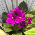 African Violet Live Plant in 4 Inch Pot, Flowering Houseplant, Easy Care Indoor Plant with Vibrant Blooms (Bright African Violet)