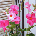 2 Pink Mandevilla Live Plant, Mandevilla Vine Plant, 4 to 7 Inc Tall, Shrub Plant Live, Mandevilla Plant Live, No Pot