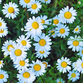 Live Daisy Plant, White Daisy Plant Live Pot, 2.5 Inc Pot, Daisy Flower Plant from 4 Inches Tall