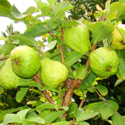 Guava Tree Live Plant, Tropical Guava Fruit Seedling, 5-9” Height, in Pot for Planting Home Garden (White Guava)