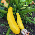 4 Yellow Squash Plants Live in 4 Inch Pot, Squash Live Plants, Zucchini Plants Live