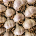 Chesnok Red Garlic Bulbs for Planting Outdoors, Heirloom 0.5 Pound, 4-5 Jumbo Bulbs Heirloom Mild Fragrant Garlic Bulb Tuber