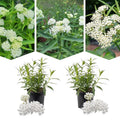 2 White Milkweed Plants Live Butterfly Asclepias Tuberosa, Wildflowers Perennial Bush, Swamp Common Plant, 5-9" in Tall, No Pot