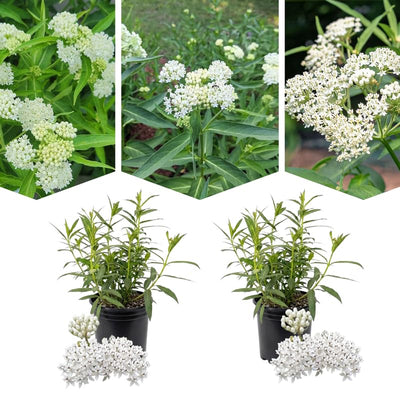 2 White Milkweed Plants Live Butterfly Asclepias Tuberosa, Wildflowers Perennial Bush, Swamp Common Plant, 5-9" in Tall, No Pot