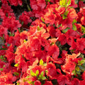 Red Azalea Rhododendron Plant Live in 4 Inch Pot, Azalea Rhododendron Bush Shrub, Bloom in Spring, Zones 7-10