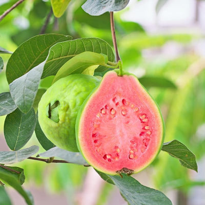 Guava Tree Live Plant, Tropical Guava Fruit Seedling, 5-9” Height, in Pot for Planting Home Garden (Pink Guava)