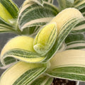 Wandering Jew Tradescantia Velvet Plant Live in 3.5" Pot, Cold Hardy, Indoor Outdoor Spring Planting