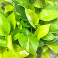 Neon Pothos Plant, Live Pothos Plant, Variegated Pothos Plant, Pothos Vines Plant 4 Inches Potted House Plant Indoors Live, Indoor House Plant