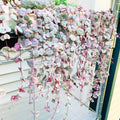 Ceropegia Woodii Variegated String of Hearts Live Plant, Rare Trailing Succulent Vine in 2.5" Pot, Indoor Hanging Plant