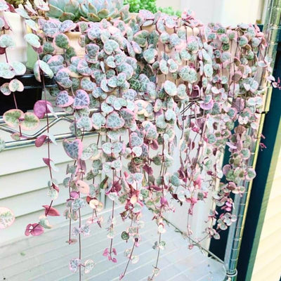 Ceropegia Woodii Variegated String of Hearts Live Plant, Rare Trailing Succulent Vine in 2.5" Pot, Indoor Hanging Plant