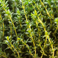 Set 2 Thyme Plants Live, Fragrant Thyme Herb, 5-7 Inches Tall, Compact Herb for Indoor Outdoor Growing
