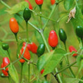 Chiltepin Tepin Bird Pepper Plant Live in 2.5 Inch Pot for Planting Outdoor