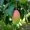 Grafted Mango Tree Live Plant, 14-18 Inch Tall, Mango Plant Live for Outdoor Planting, in Pot, Well-Rooted Tropical Fruit Tree