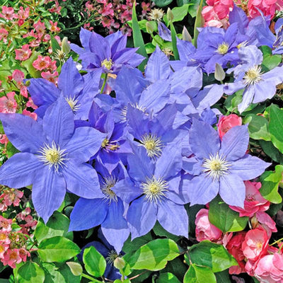 Clematis Vine Plants Live in Pot, 8 Months Old Seedlings Climbing Flowering, Outdoor Trellis Fences, Cold Hardy (Blue Clematis)