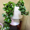 Hoya Hindu Rope Plant Live, Hoya Plant Live Houseplants 3 Inches Potted