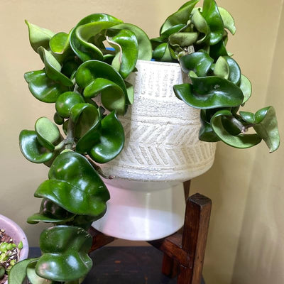 Hoya Hindu Rope Plant Live, Hoya Plant Live Houseplants 3 Inches Potted
