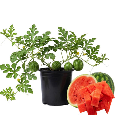 2 Red Watermelon Plants Live, 4'' Pot, Watemelon Fruit Garden Starter Plant