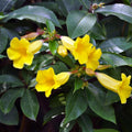 Set 2 Brown Bud Allamanda Plants Live, 4-6 Inc Tall, Tropical Flowering Shrub, Yellow Blooms, Allamanda Plant for Patio, Trellis or Outdoor Garden