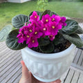 African Violet Live Plant in 4 Inch Pot, Flowering Houseplant, Easy Care Indoor Plant with Vibrant Blooms (Bright African Violet)