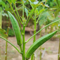 2 Green Okra Plants Live, 4 Inc Potted, Okra Live Plant, Vegetable Plants Live, 5 to 7 Inc Tall