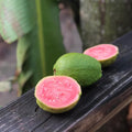 Pink Guava Live Plant, 4 to 6 Inches, Well Rooted Fragrant Guava for Garden